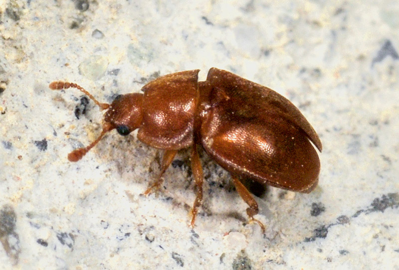 Epuraea sp. (aestiva?), Nitidulidae